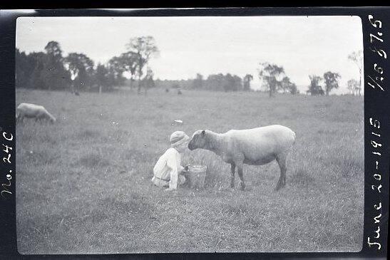 Boy & Sheep