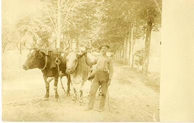 Man with Oxen on Ingram Farm