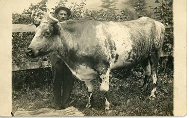 Man with Bull on Ingram Farm