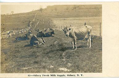 Herd of Cows, Sidney, N.Y.