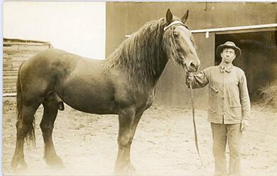 Fred Thompson's Stud Horse- Sidney, NY