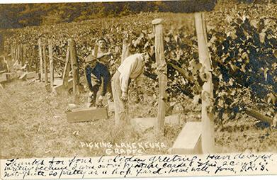Picking Lake Keuka Grapes