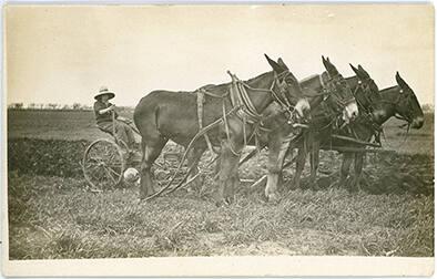 Plowing with a Mule Team