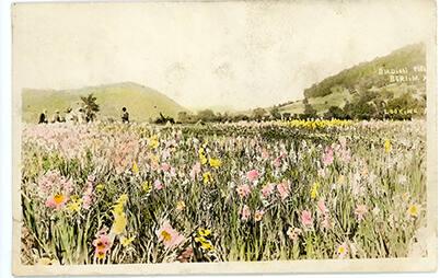 Gladiola Farm- Berlin, NY