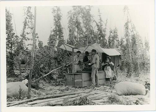 Hop Picking