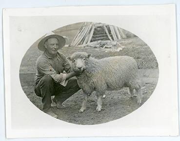 Howard Crawford Prize Sheep

