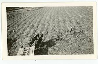 Eggleston Strawberry Field
