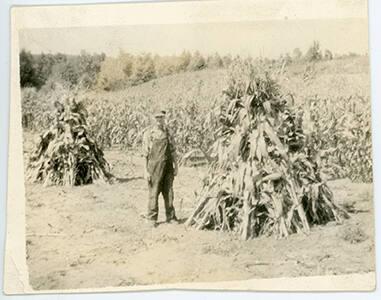 Corn Stalks in a Field
