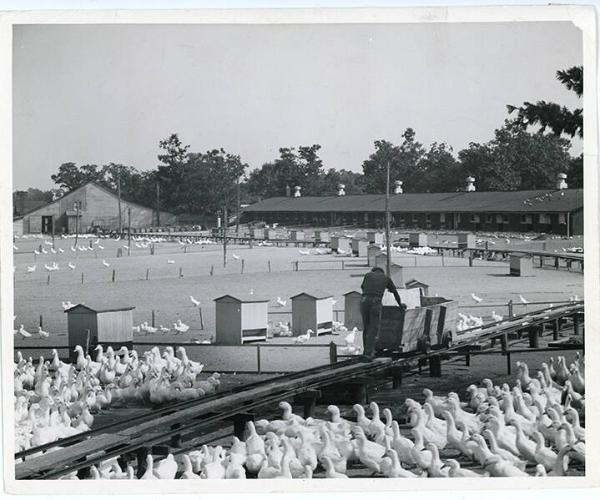Duck Farm