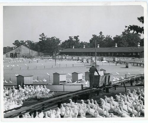 Duck Farm