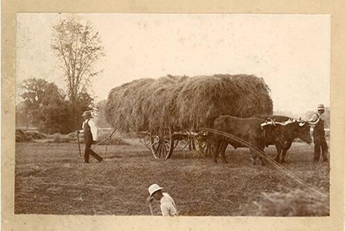 Albert Whitmore Haying