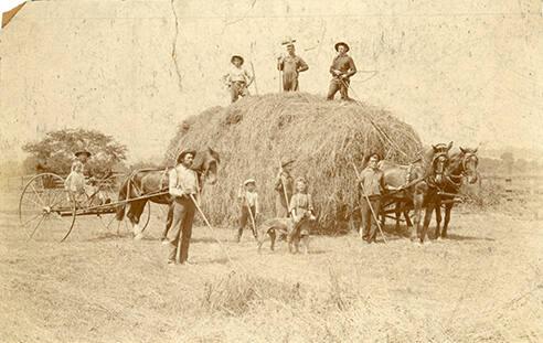 Haying with Children