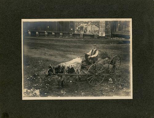 Milk Cow Pulled Cart with Minstrel