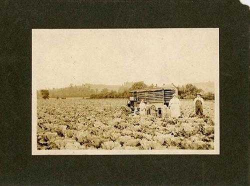 Cabbage Farm