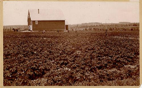 Potato Farm