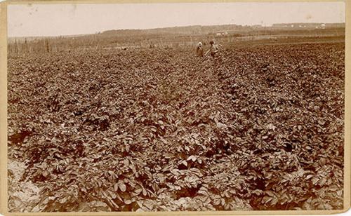 Potato Farm