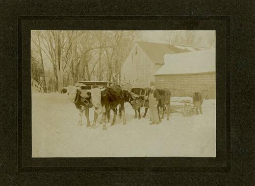 Oxen Sled in Winter