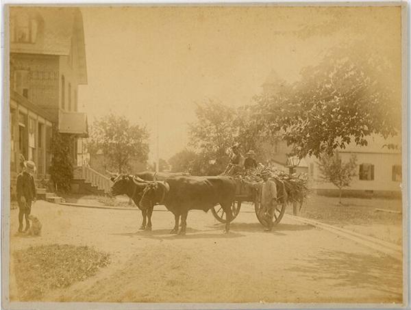 Oxen Cart with Corn