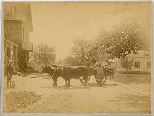 Oxen Cart with Corn
