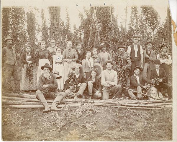 Hop Picking on Sherman Farm