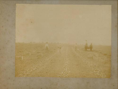Potato Farm