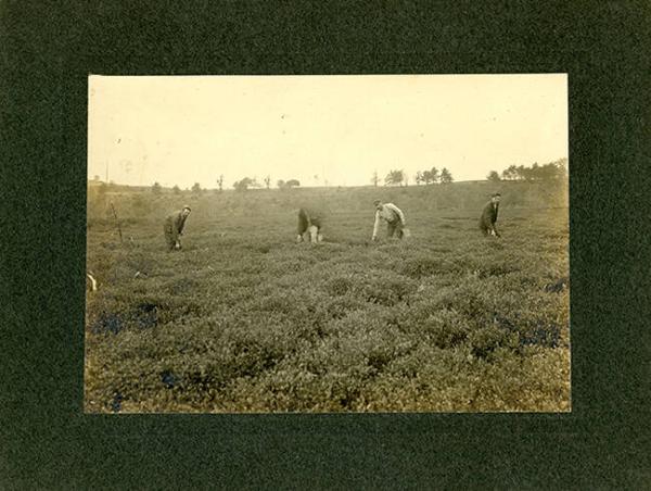 Harvesting