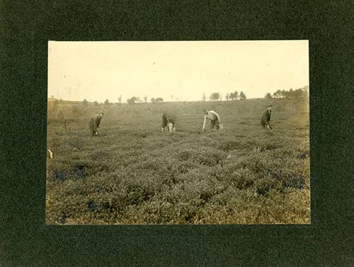 Harvesting