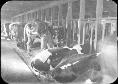 Barns Interior: Sanitary 

