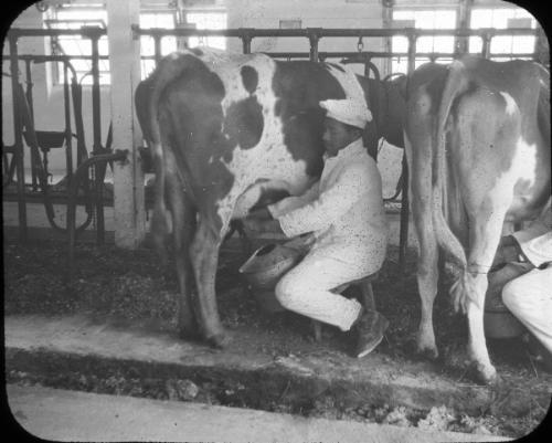Dairy Utensils: Pails 

