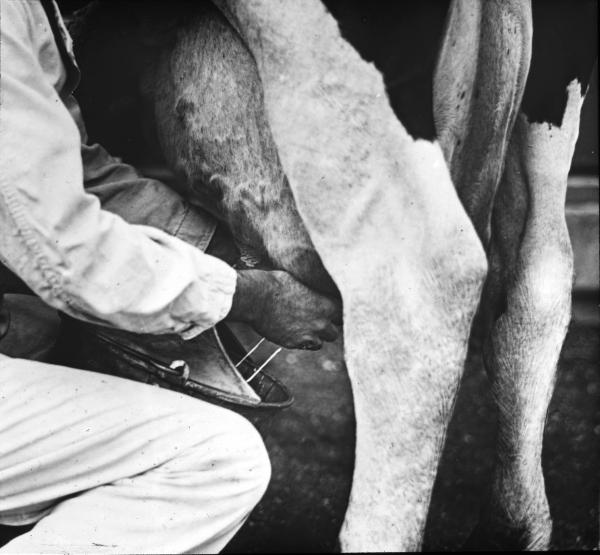 Hand milking with a small top pail