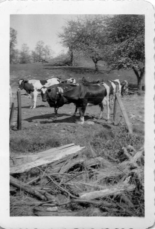 Holstein Cows in a Pasture