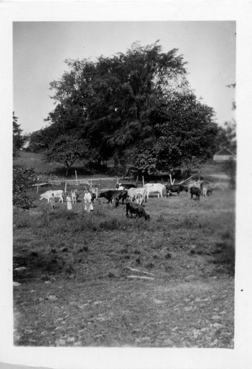 Cows in a Pasture with Four People