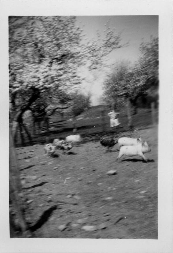 Pigs Running in a Hog Pen