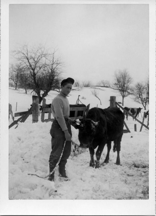 George Dezemo with a Bull, 1947