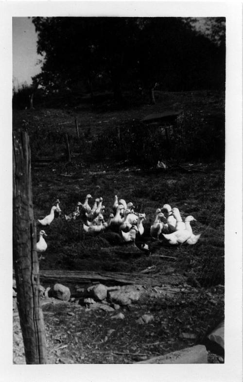 Flock of Ducks, 1947