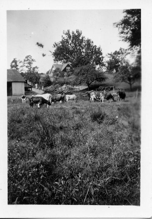 Cows at the Dezemo Farm