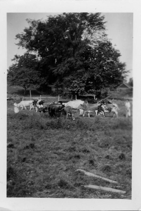 Cows Pastured at the Dezemo Farm