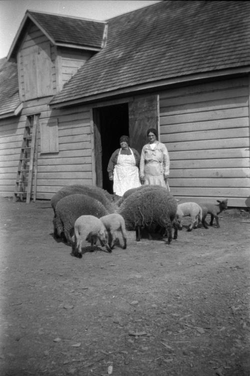 Two Women with Sheep and Lambs