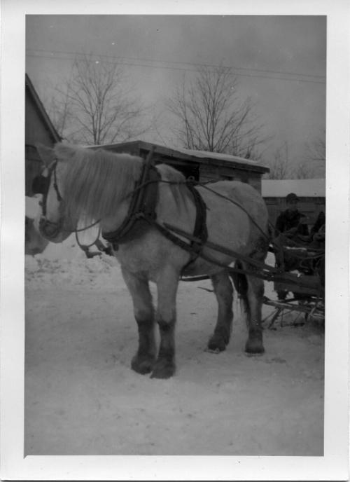 Work Horse and Sleigh