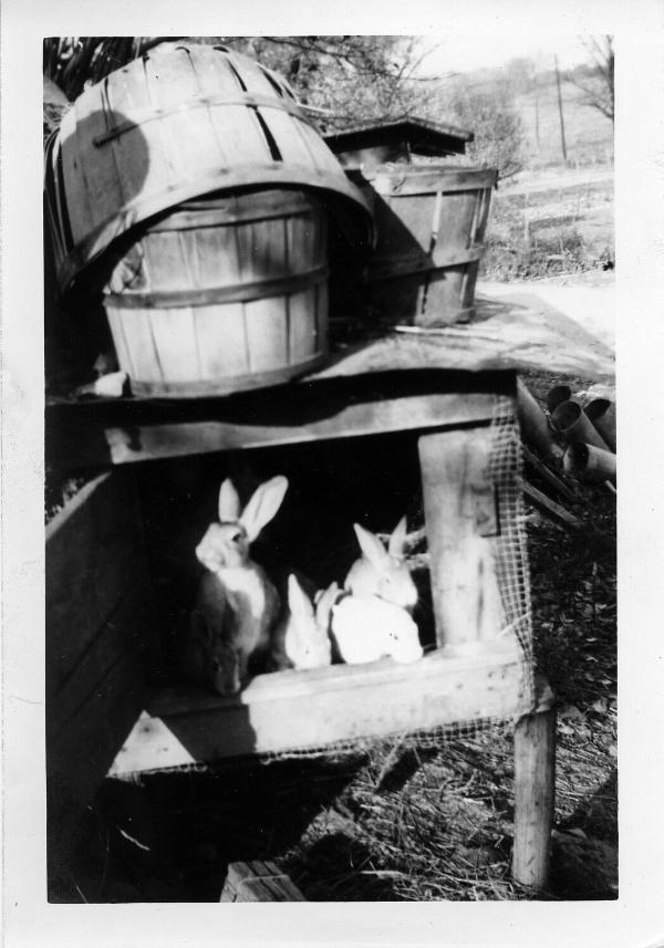 Five Rabbits in a Cage