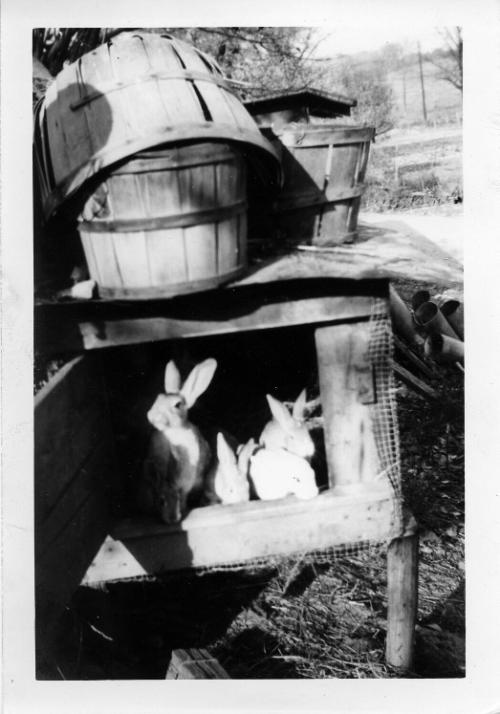 Five Rabbits in a Cage
