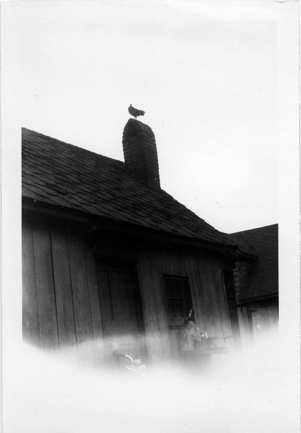 Bird on Chimney