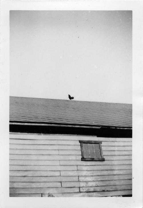 Rooster on Roof