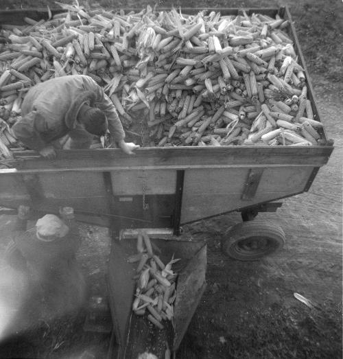 Unloading a Wagon of Corn