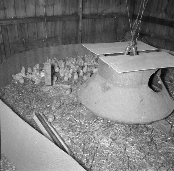 Baby Chicks in a Brooder