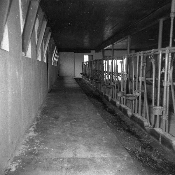 Cow Stable