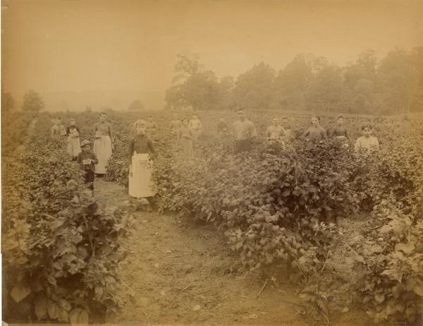 Picking the Crop