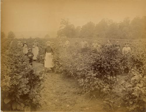 Picking the Crop
