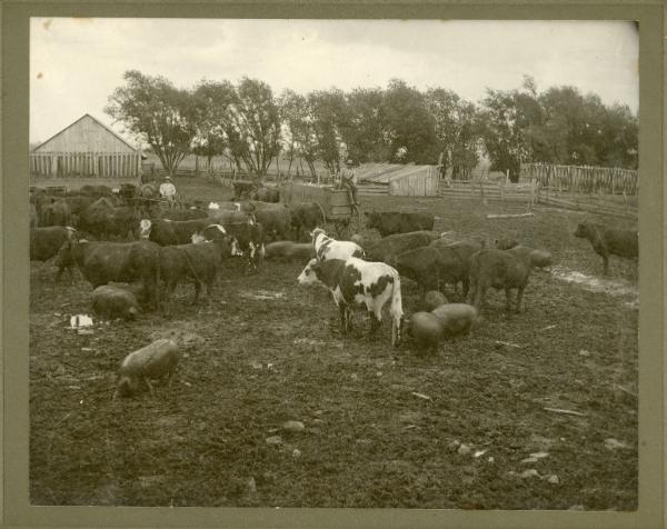 Gathering of the Livestock