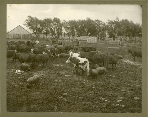 Gathering of the Livestock